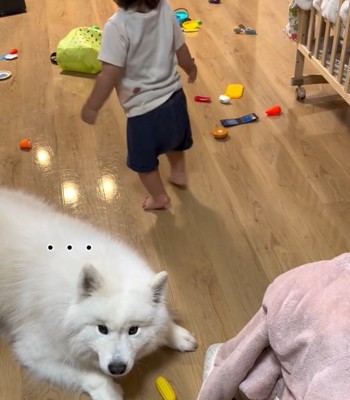 飼い主さんを見るこはくちゃん