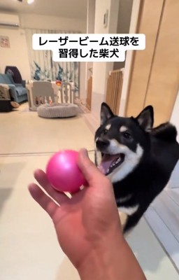 黒柴犬のもずくくん
