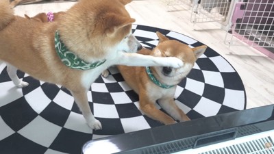 「そこをどけ」と犬パンチ！