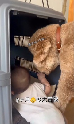 赤ちゃんがクレートに入った時のわたげちゃん7