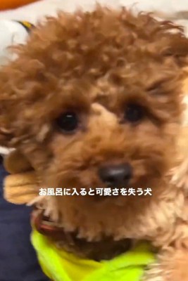 とっても可愛いうにちゃん