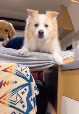 脱毛の瞬間に見上げる犬