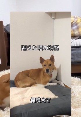 お迎え直後の明智くん