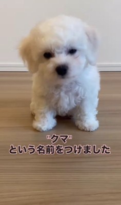 名前の由来は…