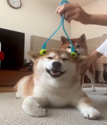 マッサージされる犬1