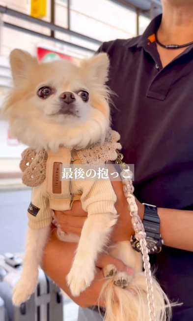 バス停で男性に抱っこされるチワワ