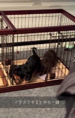 一緒になってイタズラ