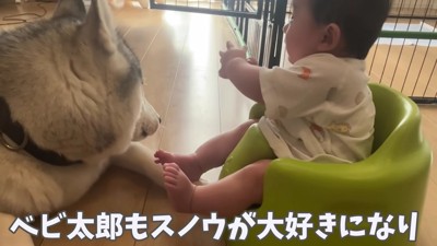 スノウちゃんに触りたい