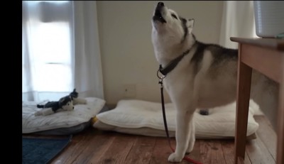 遠吠えする犬