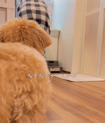 立ち上がる犬