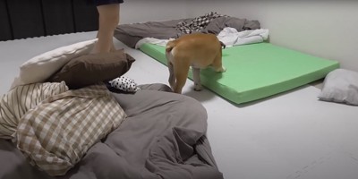 緑色のマットレスの匂いを嗅ぐ犬