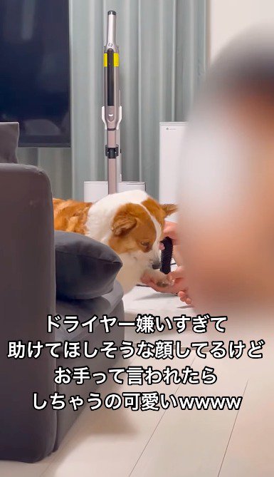 飼い主の手の上に自分の前足を置く犬