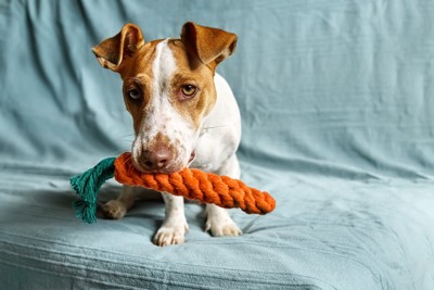 にんじんのおもちゃをくわえて見つめてくる犬