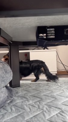 机の向こうへ去っていく犬