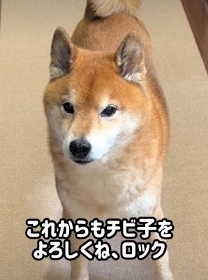 頼もしいお兄ちゃんになったね