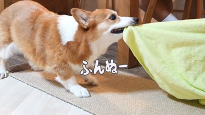 タオルを咥える犬