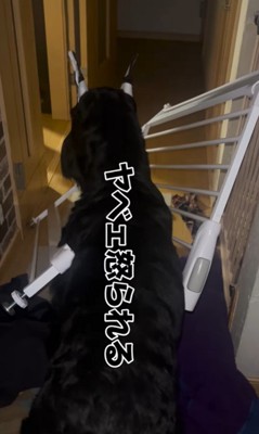 ゲートを破壊したリンツちゃん7