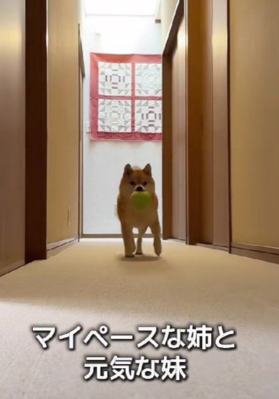 遊び好きなのんちゃんと…