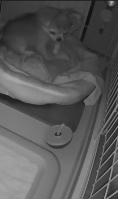 プイちゃんの身に起きた怪奇現象2