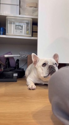 扉の下で飼い主を見つめる犬