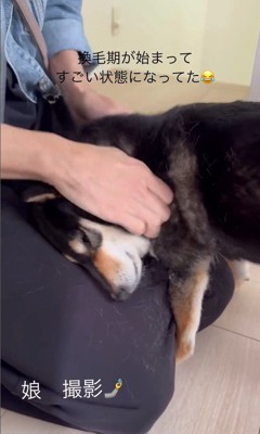 モカちゃんとママさんの再会8