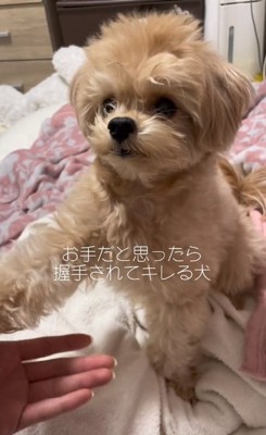 おてするじぷくん