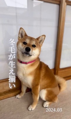 クルミちゃんの1年間の写真6