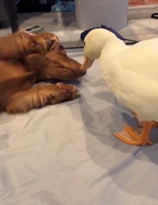 テレビを観るドロシーちゃん