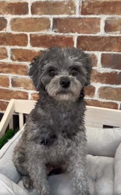 トイプードルのレモンちゃん