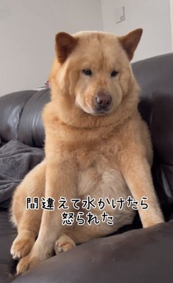 下を見るぽぽ太くん