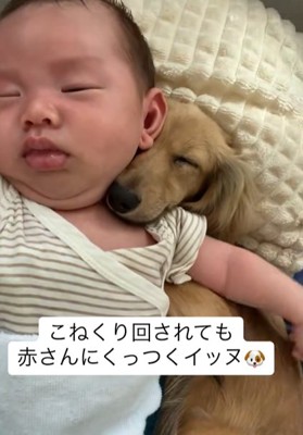 仰向けで眠る赤ちゃんの左肩に顔を埋めて眠るカニンヘンダックスフンド