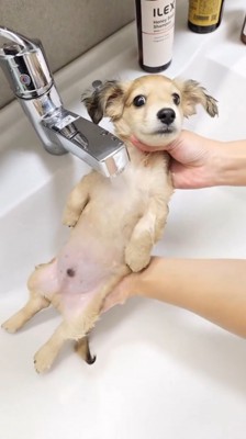 胸に水道のお湯を浴びながらカメラに視線を向ける子犬