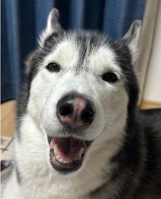 ラニちゃんがあくびをする瞬間8