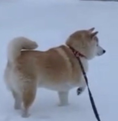 雪