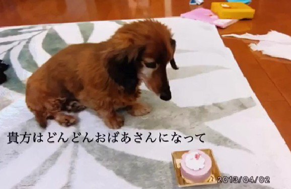 歳を取った愛犬