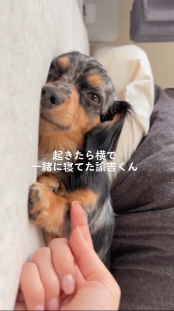 ウトウトと添い寝する犬