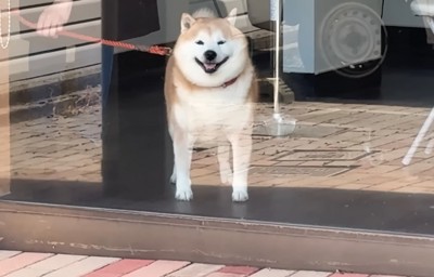 窓越しに見送る柴犬