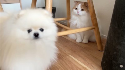 レモンさんを守ろうとするポテチくん⑩