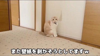 飼い主を見つめる猫