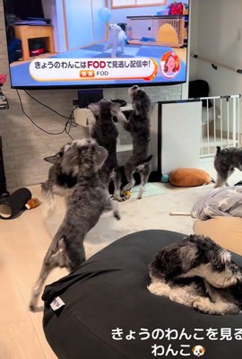 飛び跳ねて大はしゃぎ！