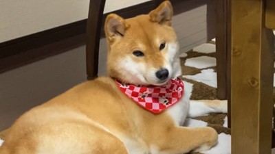 「お兄ちゃん」と言うと玄関を見て…
