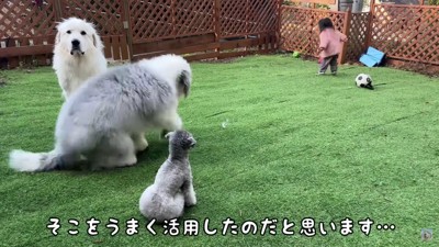 3匹のわんこと2歳児