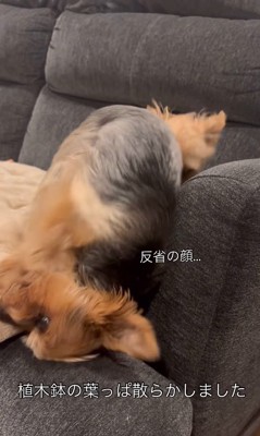 ソファーに頭を擦り付ける小型犬
