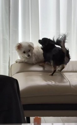 ココちゃんを遊びに誘うランコちゃん6