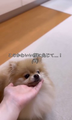 顔を乗せるなごみちゃん10