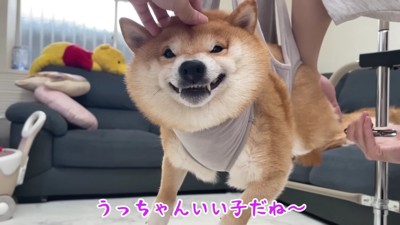 泣き叫ぶうにくん…