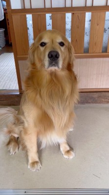 お座りして男性を見つめる犬