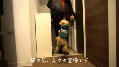 玄関から入ってきた男性を見て飛び跳ねる犬