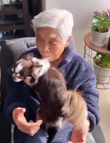 お年寄りの女性の膝で動きまくるチワワ