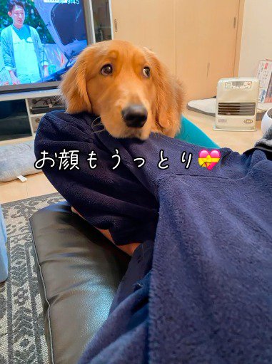 座っている男性のひざにあごを乗せる犬